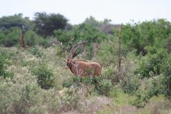 03-Spiesbok or oryx